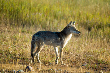 coyote