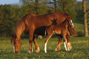 mare and his foal