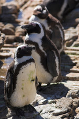 Obraz premium jackass penguin #1