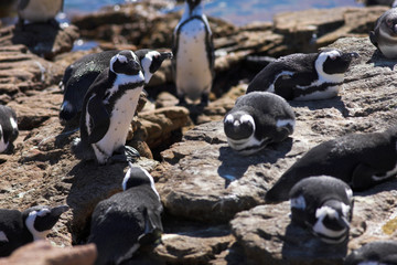 Obraz premium jackass penguin #8