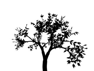 Obraz premium tree