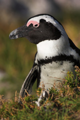 jackass penguin #22