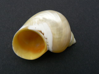 shell