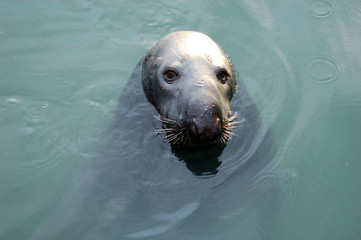 phoque dans le port de dalkey © Steeve ROCHE