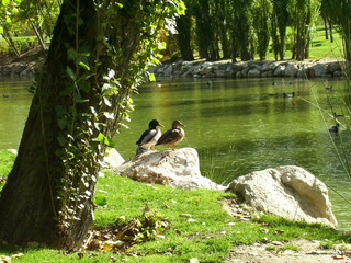 arbol y patos