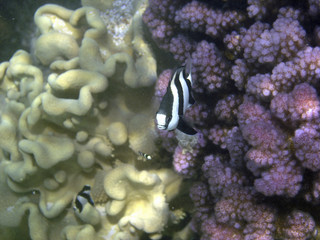 damigella coda bianca