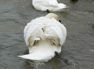 ruffled feathers