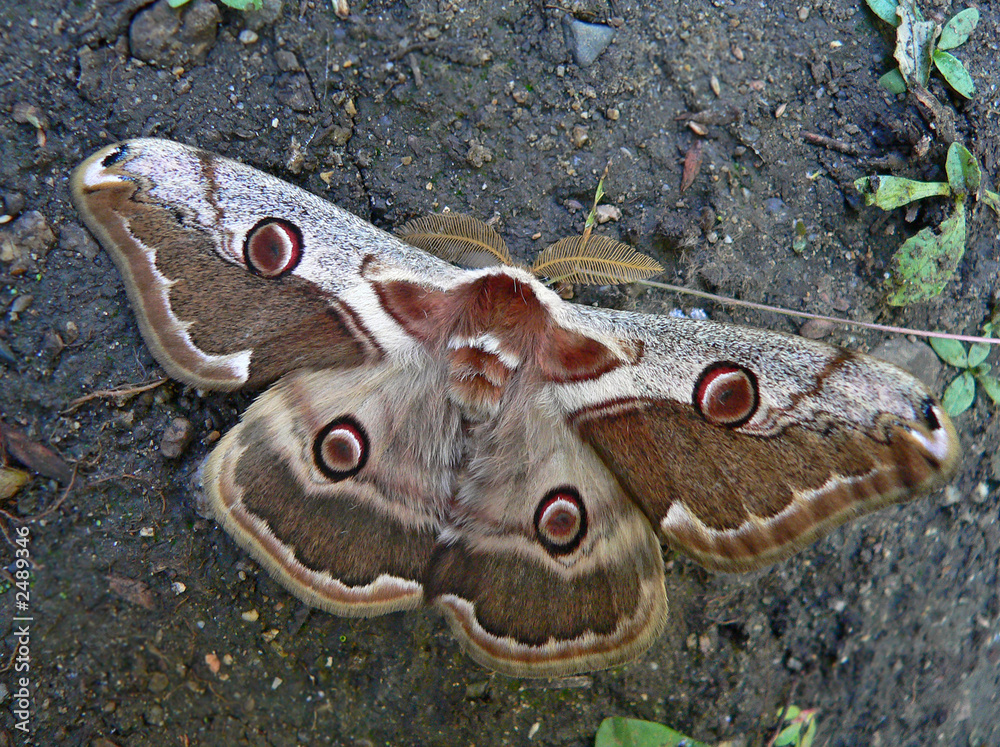 Sticker night butterfly (attacidae)