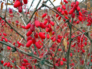 berberis (berberis amurensis)