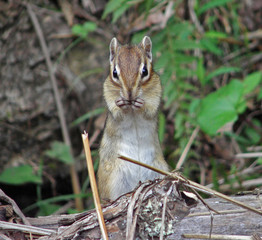 chipmunk