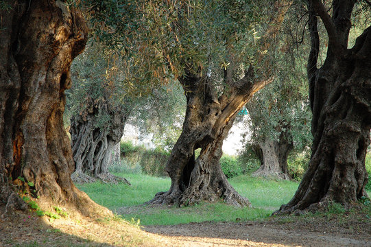 parc des oliviers