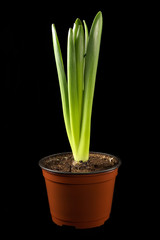 plant in a flowerpot