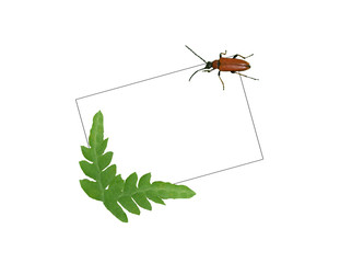 card with the bug and fern