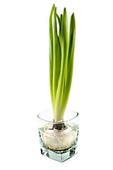 young plant in a glass vessel