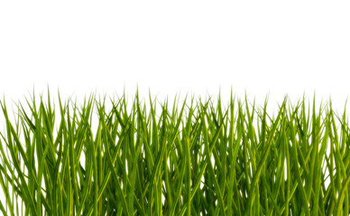 gras