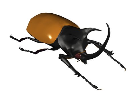 coléoptère scarabée eupatorus gracilicornis