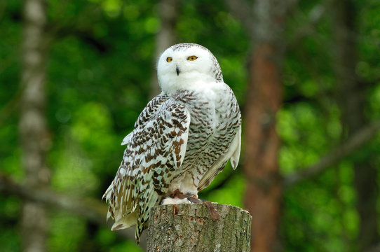 chouette harfang des neiges