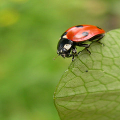 coccinelle