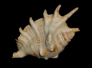 sea shell 1