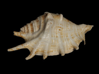 sea shell 2