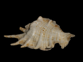sea shell 9