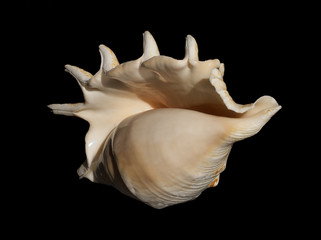 sea shell 13