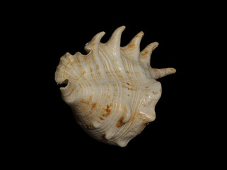 sea shell 14
