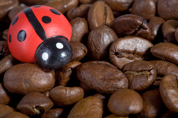 hintergrund: kaffeebohnen mit glückskäfer