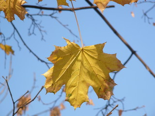 Fototapeta premium autumn. yellow leaves.