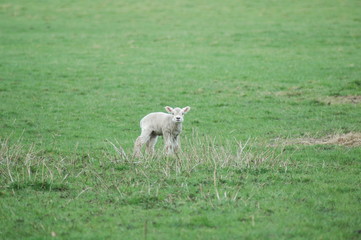 Obraz premium lamb