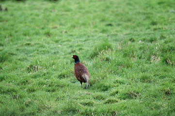 pheasant