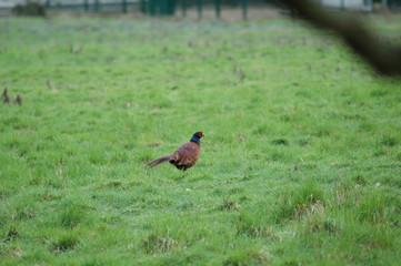 pheasant
