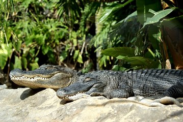 american alligators
