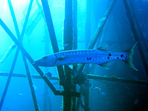 gro&szlig;er barrakuda ii