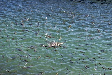 fish in san sebastian harbour 2