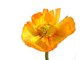 yellow poppy - mohn