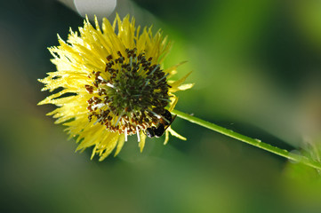 yellow flower