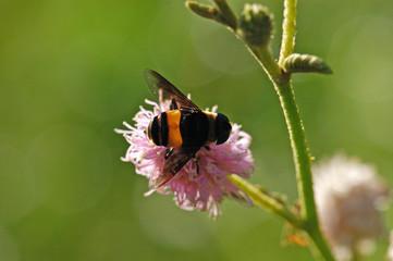 bee flower