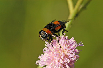 bee flower