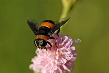 bee flowers