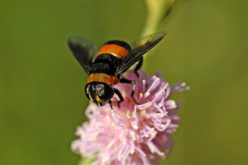 nature bee