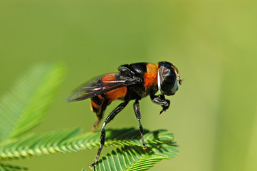 nature bee