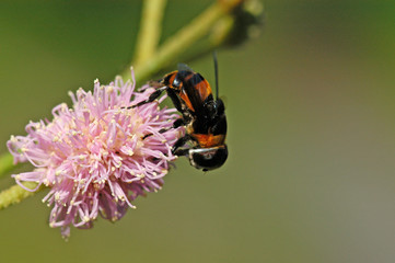 bee flower