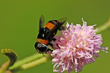 bee flower