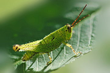 grasshopper