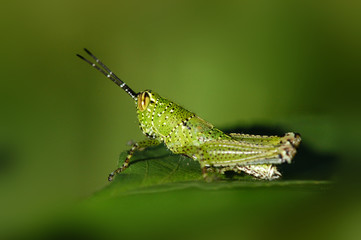 grasshopper