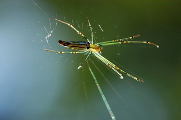 nature spider