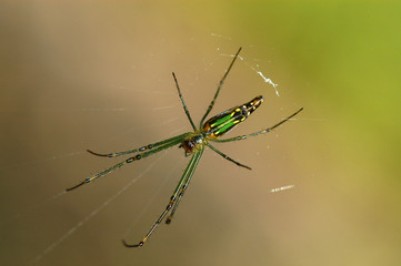 nature spider