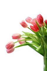 pink tulips