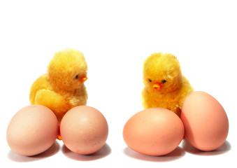 two little yellow chicken